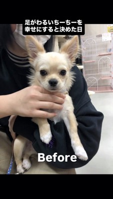 飼い主さんに抱っこされるチワワの子犬