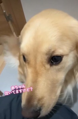 アップの犬