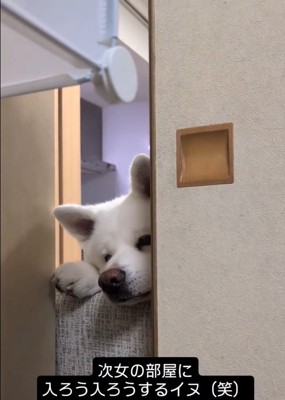 部屋に入りたいこゆきちゃん