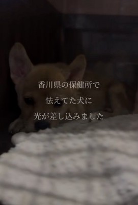怯えた様子だったという赤ちゃん犬