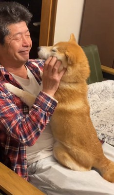 ほっぺたを撫でられている柴犬