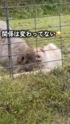 ウルフドッグに吠えるポメラニアン