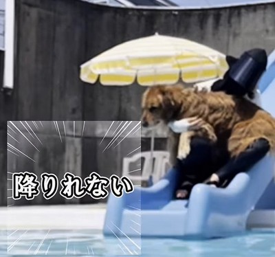 滑り台から抱えて降ろしてもらう大型犬