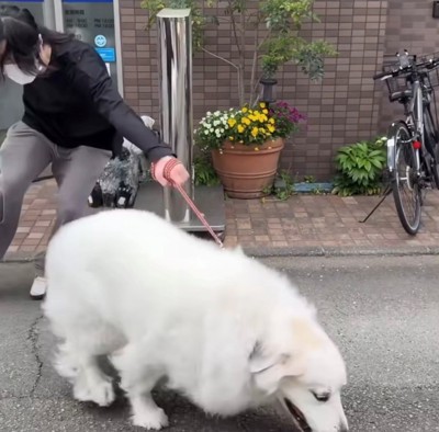 リードを引く飼い主と走り出す犬