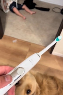 見つめる犬