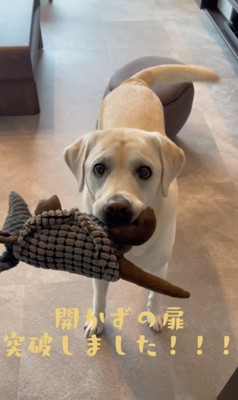 尻尾ブンブンッ