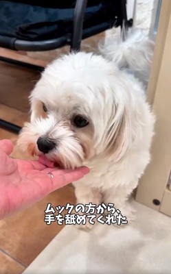 手を舐めるムックくん