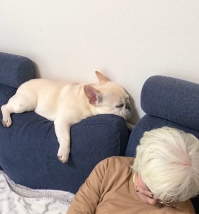 ソファのクッションの上で眠るフレンチブルドッグ