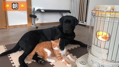 突然ムニくんがパンチ!