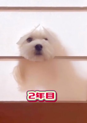 障子から顔を出す犬