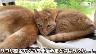 犬の背中に寄りかかる猫