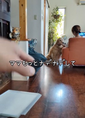 無視する大型犬