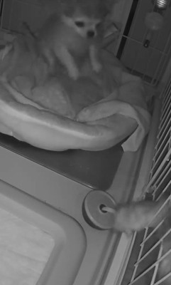 プイちゃんの身に起きた怪奇現象7