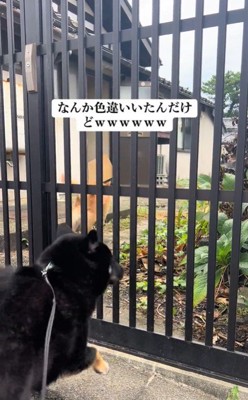 こめちゃんとラッキーくんのやり取り6