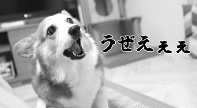 猫じゃらしを見て吠える犬