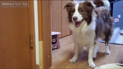 笑顔で玄関を見つめる犬