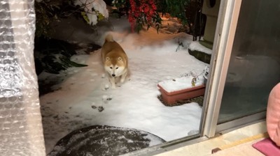 カメラの方に向かってくる犬