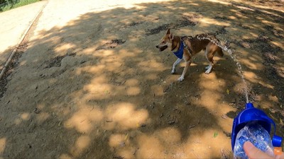 水をかけながら追いかけっこ