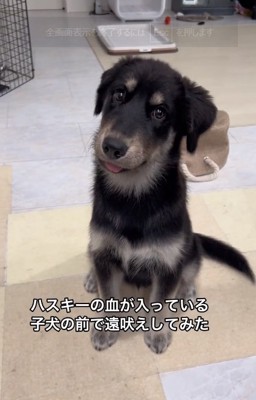 何度も首をかしげるルアちゃん