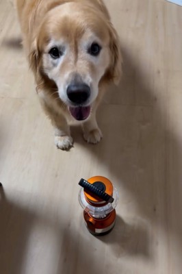 懐中電灯の前で笑顔を見せる犬