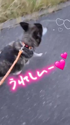 道路を散歩する犬