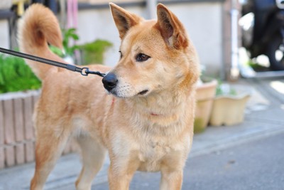 散歩中、見つめる茶の犬