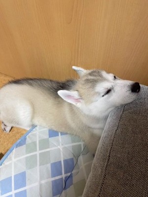 あご乗せするきなこちゃん