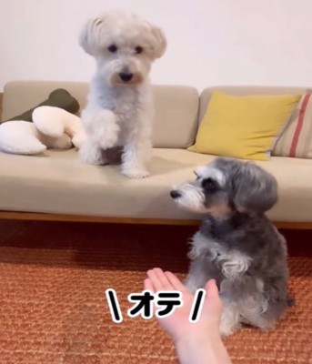 オテをする白い犬