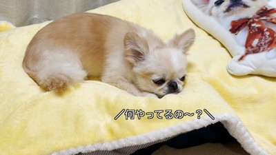 倒れたフリへのピノちゃんの反応3