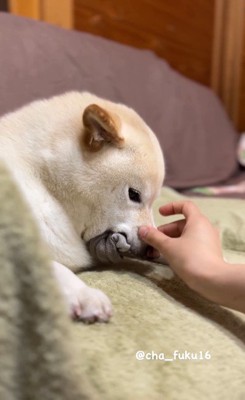 顔を下に向けて靴下を守っているよう！