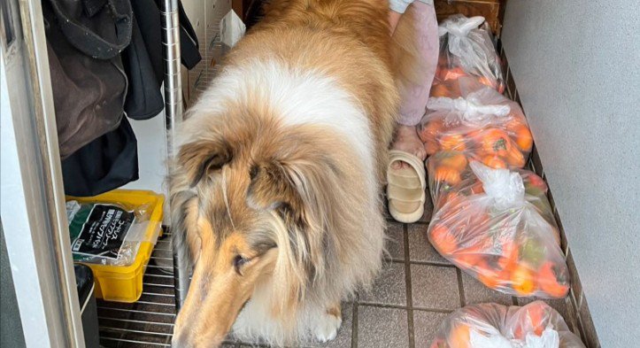 外に出たがるレアちゃん