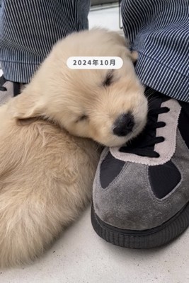 靴にアゴを乗せる犬