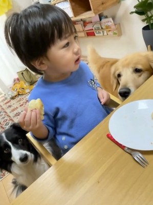 食事中の幼い男の子の両サイドに集まるボーダーコリーとゴールデンレトリバー
