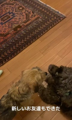 お迎え後のどん君の変化6