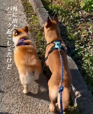 散歩するビギーくん