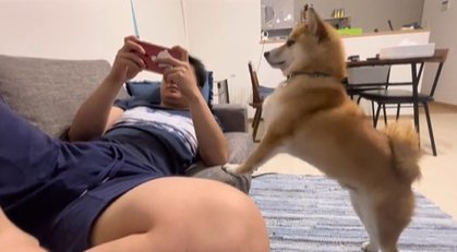 スマホゲームをする男性を遊びに誘う柴犬