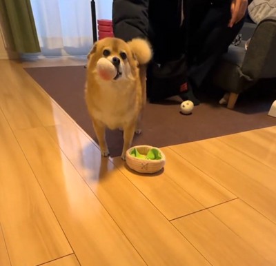 男性にお尻を触らせる犬