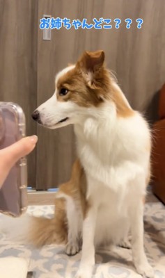 横を見る犬