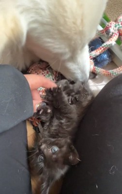子猫とウルちゃん
