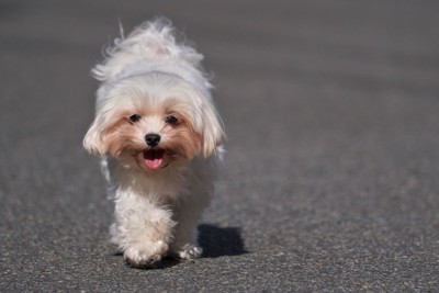 歩いて向かってくる犬