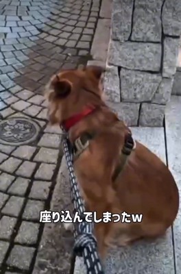 座る犬