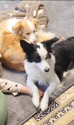 女の子とアグちゃんの日常7