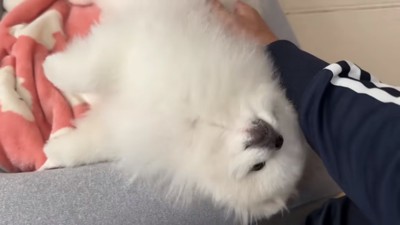 飼い主さんに甘えるマヨちゃん