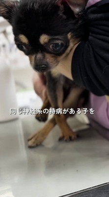 スタッフに体を支えられる黒い犬