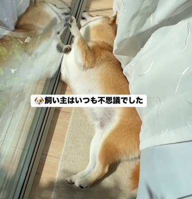 窓際に寝転ぶ犬3