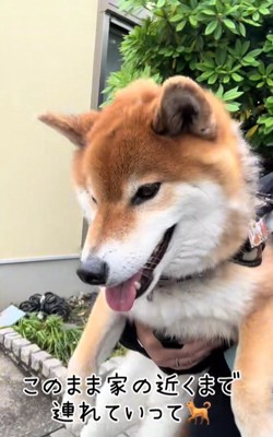 抱っこされる柴犬
