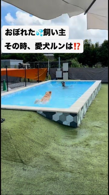 飼い主のほうに泳ぐ犬