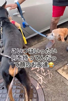 興味津々な犬友