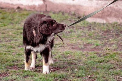 不安そうな犬