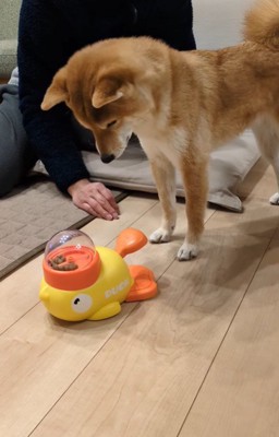 オヤツが出るおもちゃで遊ぶすずちゃん5